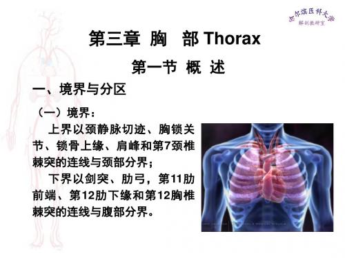 局部解剖学胸部医学课件ppt