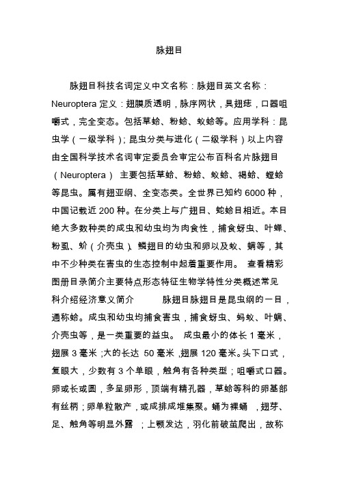 脉翅目