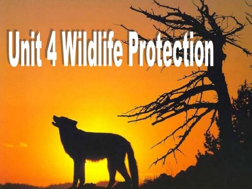 2019年人教版高中英语 必修二 Unit4 《Wildlife protection Reading》 课件 共34张PPT语文