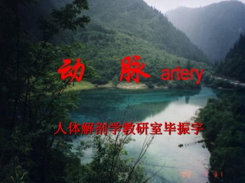 毕解剖 脉管学 心血管系统动脉(二)