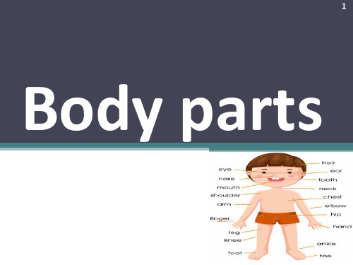 Body_parts讲解(附图)PPT课件