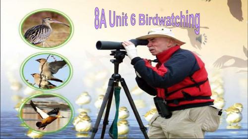 牛津译林版八年级英语上册《nit 6 Birdwatching  Integrated skills》优质课课件_19