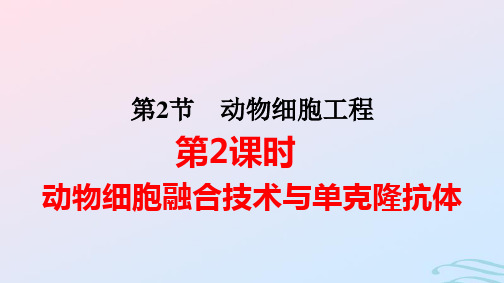 新教材高中生物第2章第2节动物细胞融合技术与单克隆抗体pptx课件新人教版选择性必修3