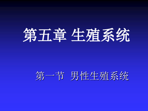 人体解剖学与组织胚胎学-生殖系统