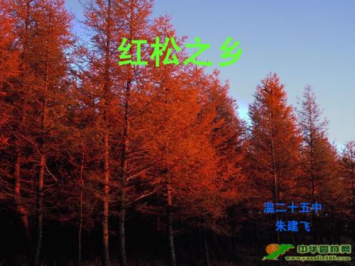 红松之乡(朱建飞)