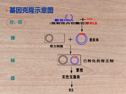 实验一二重组质粒DNA提取双酶切鉴定凝胶电泳紫外分光法