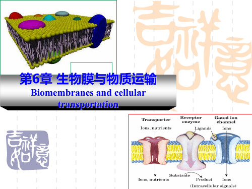 生物膜与物质运输