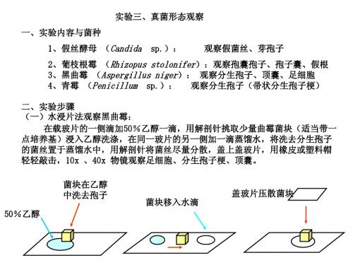 真菌观察