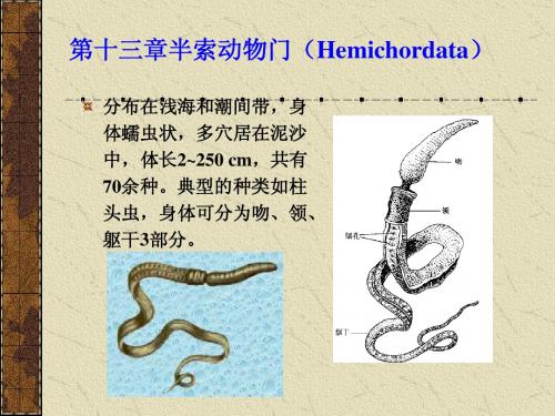 13--半索动物门