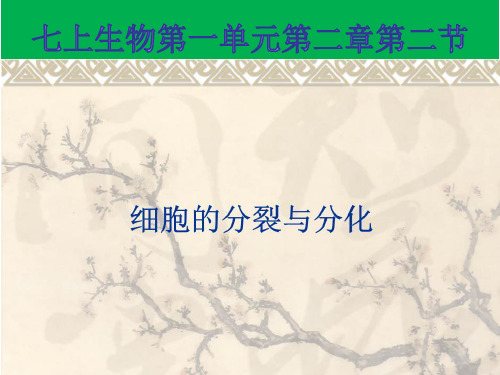 济南版生物七上  第一单元第二章第二节细胞的分裂和分化  课件