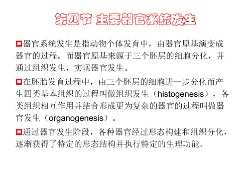 第十一章 第四节 主要器官系统发生