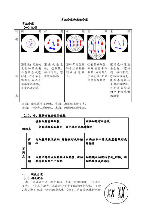 高中生物必修二减数分裂详尽分析