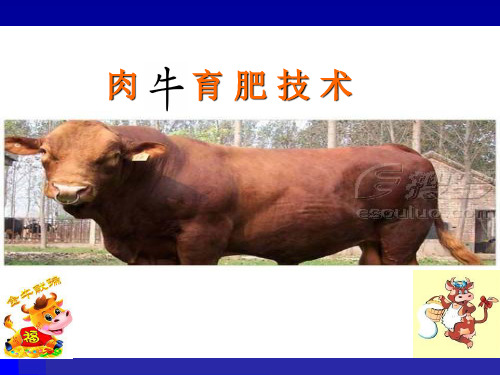 肉 牛 育 肥 技 术