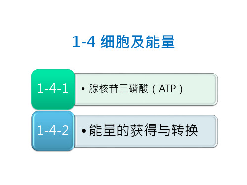 生命的特性_细胞及能量