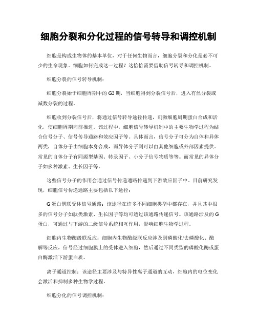 细胞分裂和分化过程的信号转导和调控机制