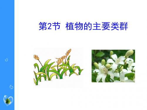 植物的主要类群 PPT