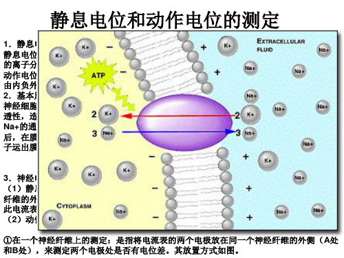 静息电位与动作电位形成原因及相关练习