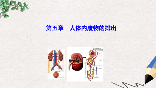 2019版七年级生物下册 第四单元 生物圈中的人 第五章 人体内废物的排出教学课件 新人教版