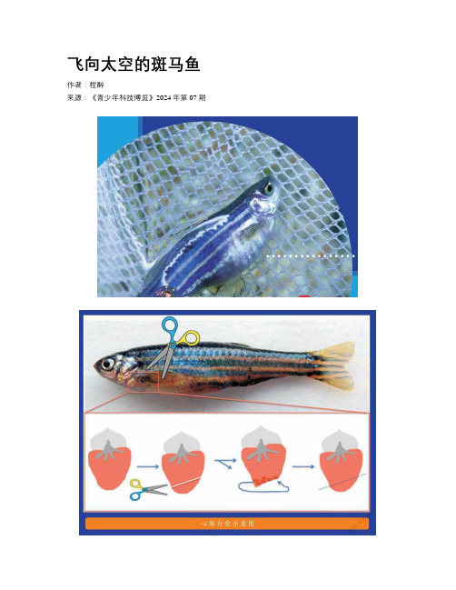 飞向太空的斑马鱼