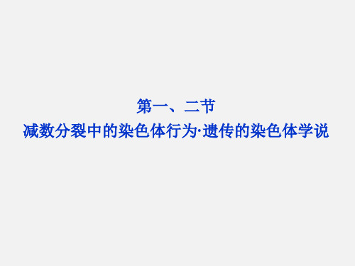 高考生物 总复习 第二章 减数分裂中的染色体行为 遗传的染色体学说 浙科版必修2