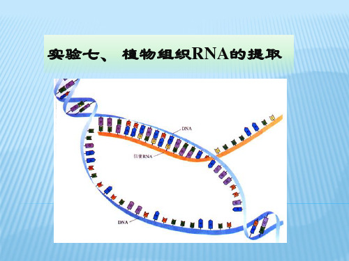 实验七、植物组织rna的提取