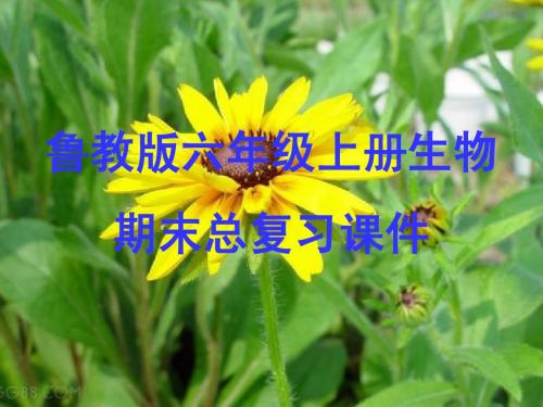 鲁教版六年级上册生物期末复习课件