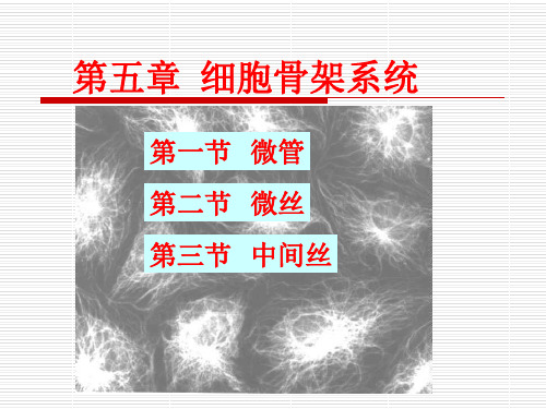 cellB5细胞骨架