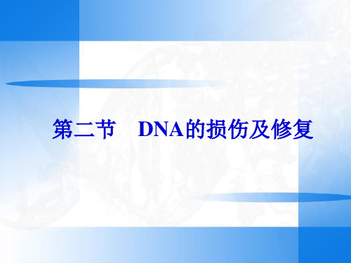 第二节 DNA的损伤和修复