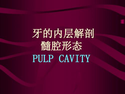 牙的内层解剖髓腔形态PULPCAVITY