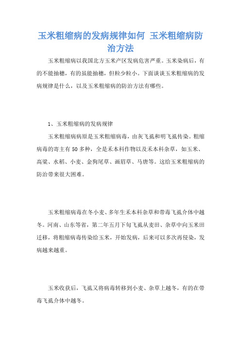 玉米粗缩病的发病规律如何 玉米粗缩病防治方法