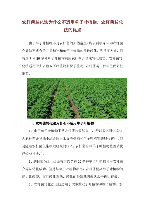 农杆菌转化法为什么不适用单子叶植物,农杆菌转化法的优点