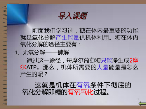 三羧酸循环及其生理意义