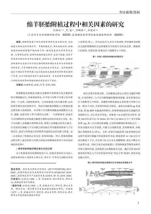 绵羊胚胎附植过程中相关因素的研究