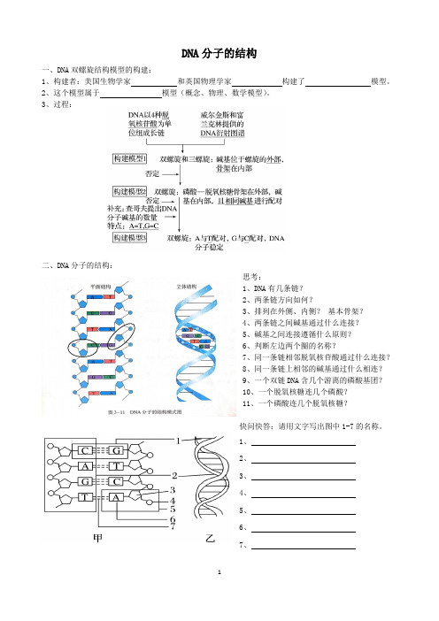 DNA 分子的结构 高一生物习题