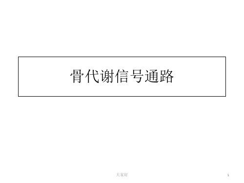 骨代谢信号通路 PPT