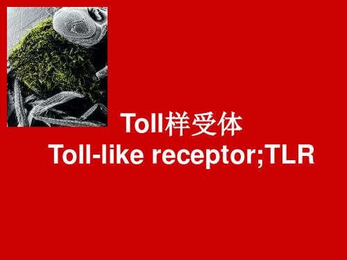 Toll样受体