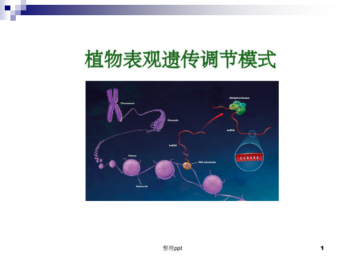 植物表观遗传调节模式