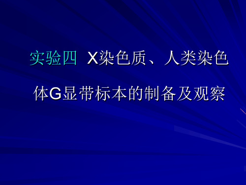 18、x染色人类染色体g显带标本的制备及观察