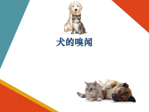 犬的气味语言—犬的嗅闻(宠物心理与行为课件)