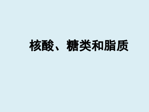 核酸、糖类和脂质