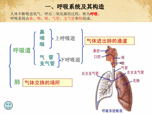 幼儿卫生保健呼吸系统