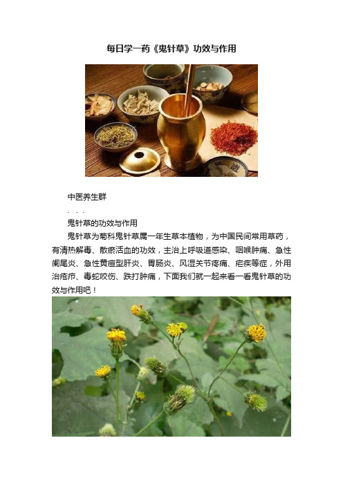 每日学一药《鬼针草》功效与作用