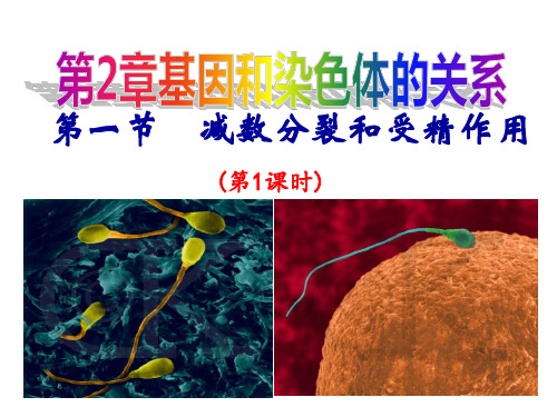 人教版高中生物必修2课件:2-2-1减数分裂和受精作用(共 46 张ppt)