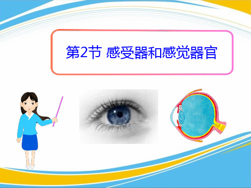 《感受器和感觉器官》PPT【优秀课件】