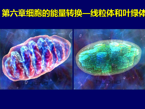 细胞生物学第六章线粒体与叶绿体