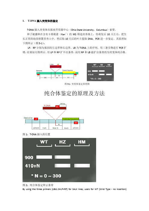 纯合体鉴定的原理及方法_