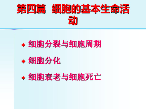 医学细胞生物学：第四篇  细胞的基本生命活动