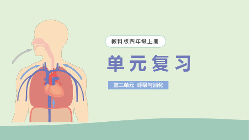 2024(教科版)科学四年级上册 第二单元 呼吸与消化 复习课件