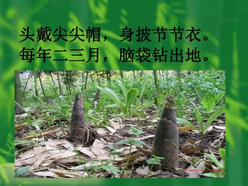 春笋课件