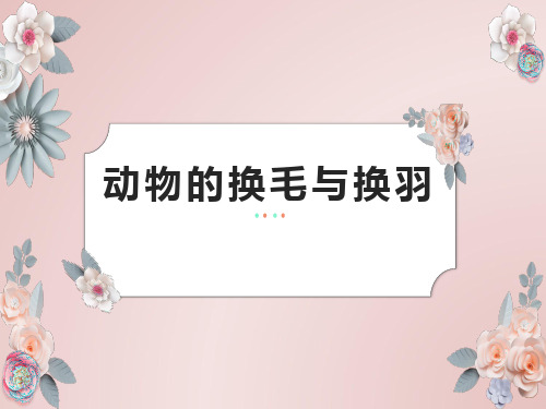 冀人版小学科学新版三年级下册科学 2.8 动物的换毛与换羽 课件(共11张ppt)